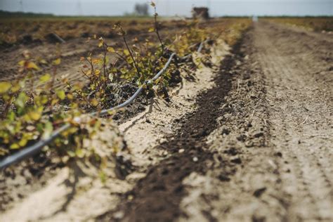 Custom Blending of Soil Amendments by Holloway's Agronomists